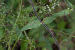 Bladder campion